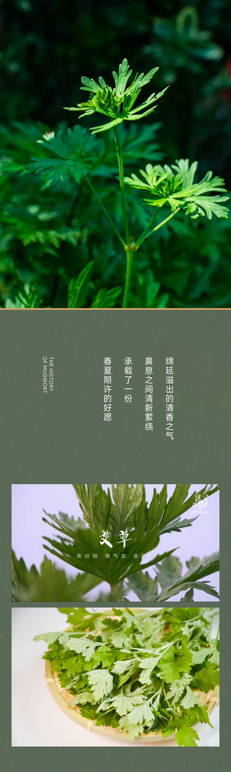 端午艾、艾草这么用有新发现